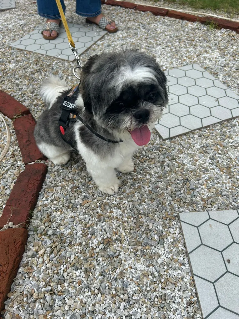 Pet grooming client transformation